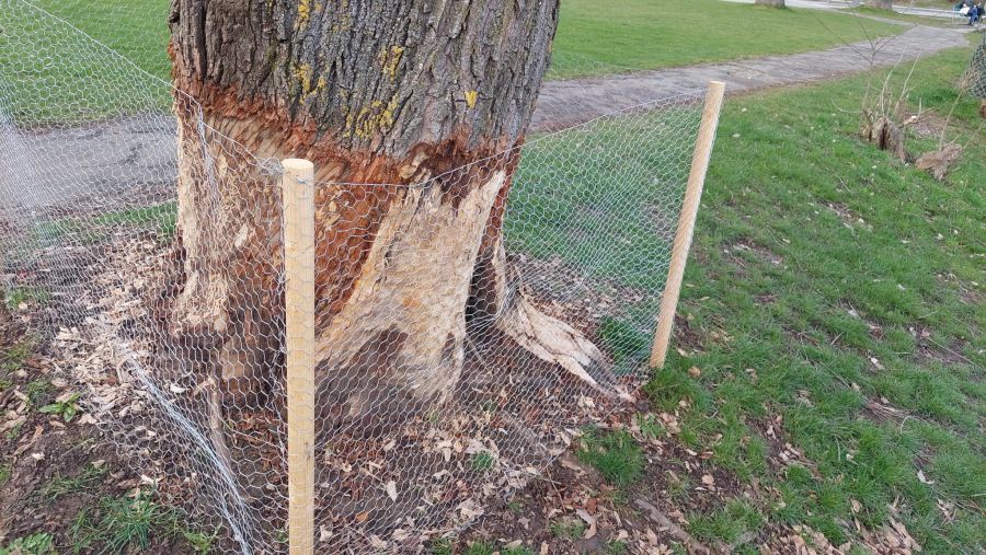 Deshalb stellt die Stadt um gewisse Bäume ein Gitternetz – um den Nager davon abzuhalten, den Baum zu fällen.