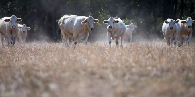 Rindfleisch braucht 20 Mal so viel Land und es entstehen 20 Mal so viele Treibhausgase pro Gramm essbaren Eiweisses wie bei pflanzlichen Eiweissen. Rind auf illegalen Weideflächen
