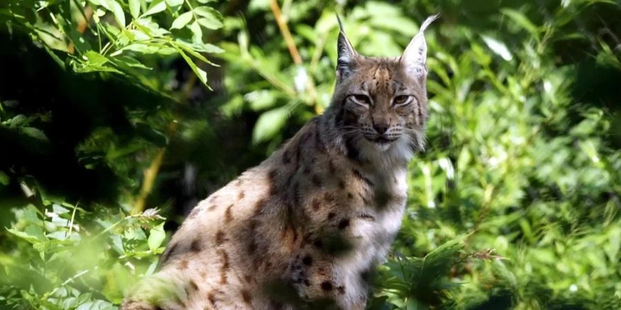 Luchs