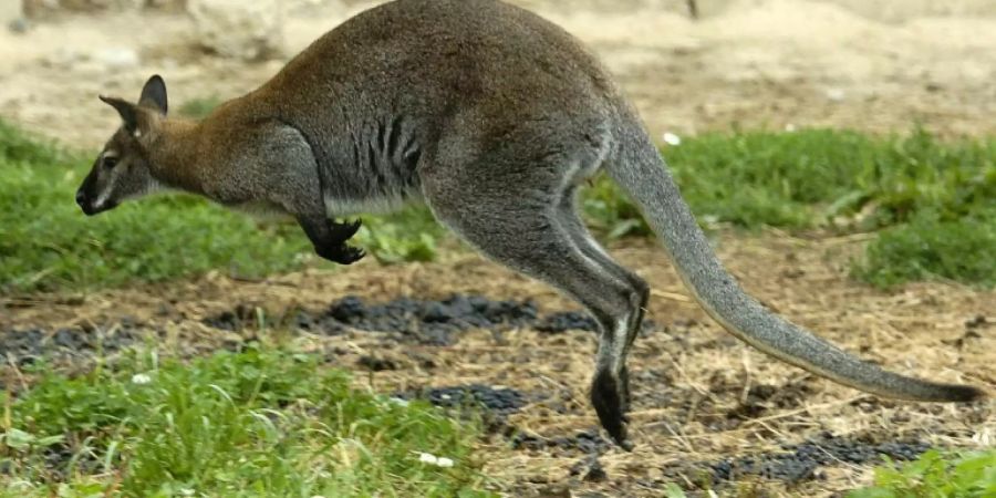 Känguru hüpft durch Gehege