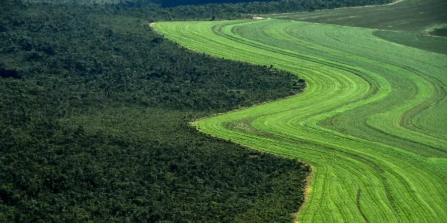 Waldgebiet im brasilianischen Bundesstaat Bahia