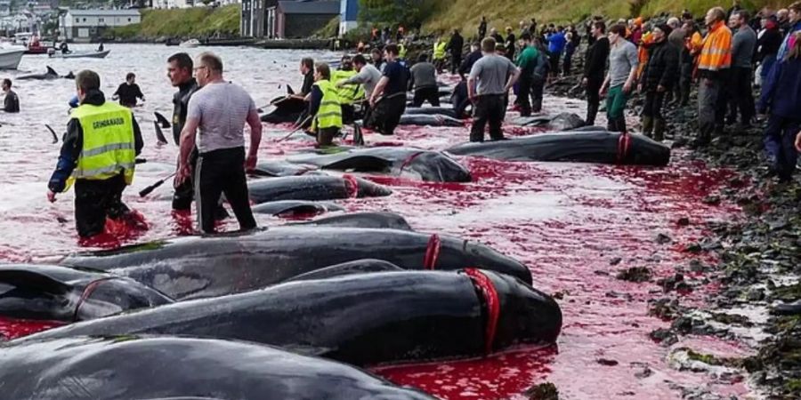 Auf den Färöer Inseln wurden bei der jährlichen Waljagd, 96 Tiere abgeschlachtet.