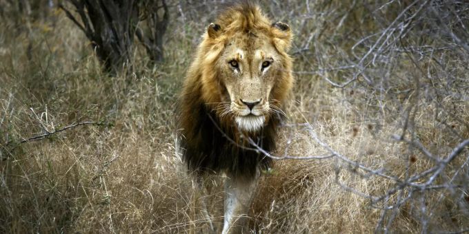 Ein Löwe, aufgenommen während einer Safari durch den Krüger-Nationalpark. In Zukunft will die Lufthansa Direktflüge anbieten. Lufthansa