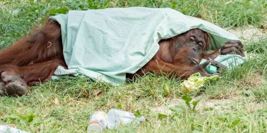 Orang-Utan-Dame Mota liegt im Tiergarten Schönbrunn unter ihrem Sonnenschutz. An heissen Tagen kühlen sich die Affen gerne mit verschiedensten Methoden. Foto: Daniel Zupanc/Tiergarten Schönbrunn