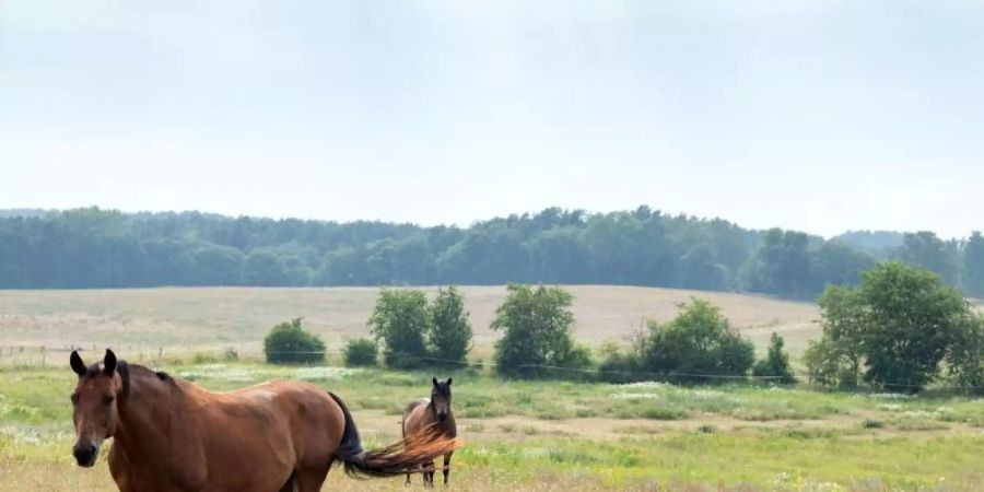 Mehrere Pferde in Sachsen und Sachsen-Anhalt haben sich mit dem West-Nil-Virus infiziert. Halter in den betroffenen Regionen sollten ihre Tiere impfen lassen. Foto: Soeren Stache/Illustration