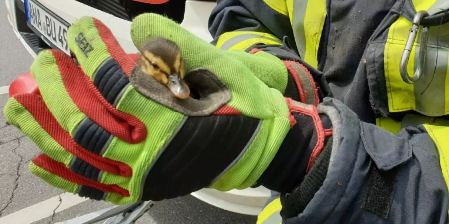 Entenküken in den Händen eines Feuerwehrmanns