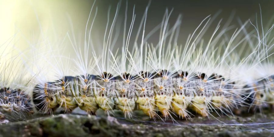 Eichen-Prozessionsspinner: Seine feinen Haare sind giftig. Bei Kontakt kommt es zu Haut- und Augenreizungen, Atemnot bis hin zu allergischem Schock.