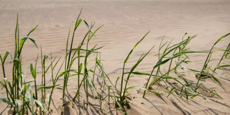 Pflanzen wachsen aus trockener Erde