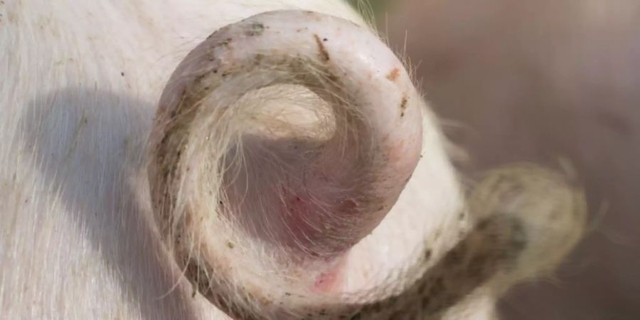 Ringelschwänzchen eines Schweins