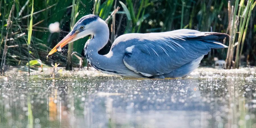 vogelgrippe schweiz