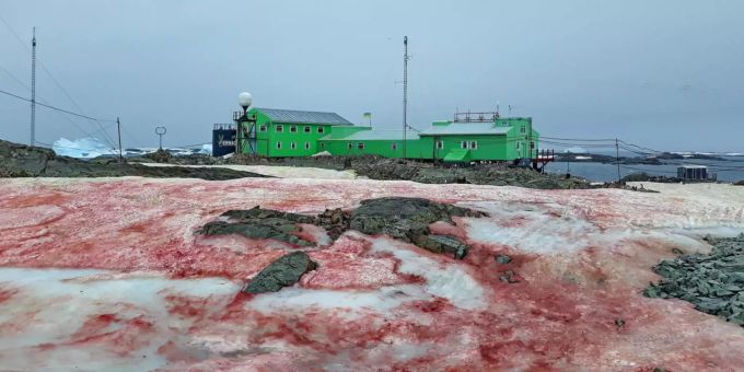 Der Schnee um die ukrainische Forschungsstation "Akademik Wernadski" ist blutrot gefärbt. Die Rekordtemperaturen von bis zu 20 Grad plus haben ein verstärktes Wachstum der auch im Schnee vorkommenden Algen Chlamydomonas nivalis verursacht. Rote Zellen dieser bei extremen Minusgraden überlebenden mikroskopischen Algen sind für die Färbung verantwortlich. Den Wissenschaftlern zufolge ziehe das Algenwachstum auch eine schnellere Schneeschmelze nach sich. Foto: --/Ministerium für Bildung und Wissenschaft der Ukraine/dpa - Alge färbt Schnee in der Antarktis blutrot