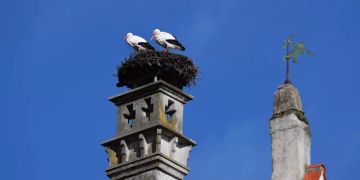Störche auf Rathausdach