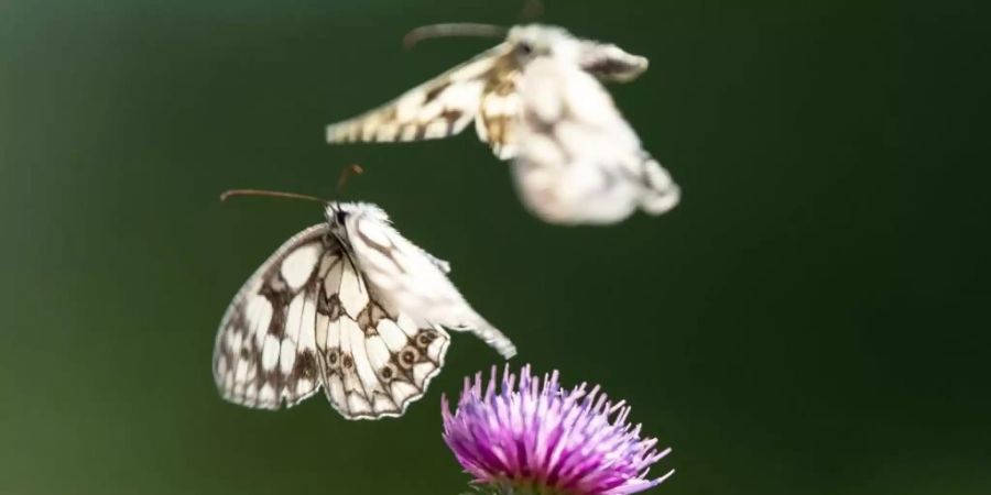 Schmetterling