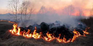 Feld Feuer