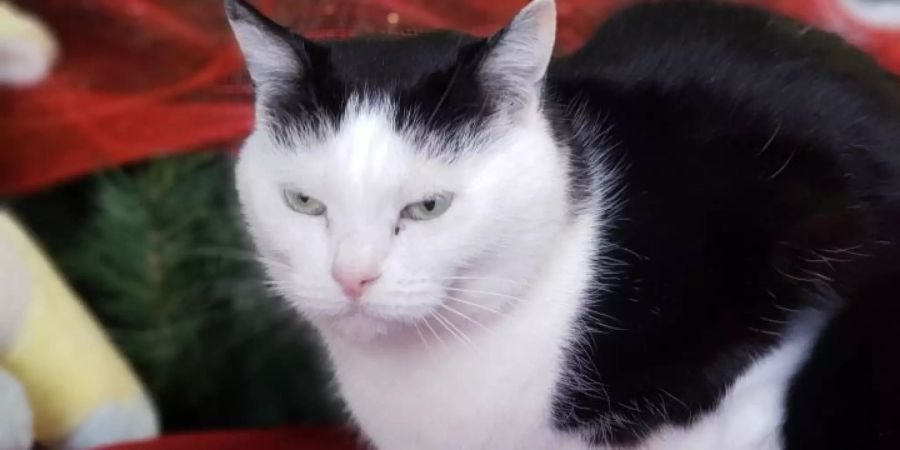 Perdita, die schlimmste Katze der Welt