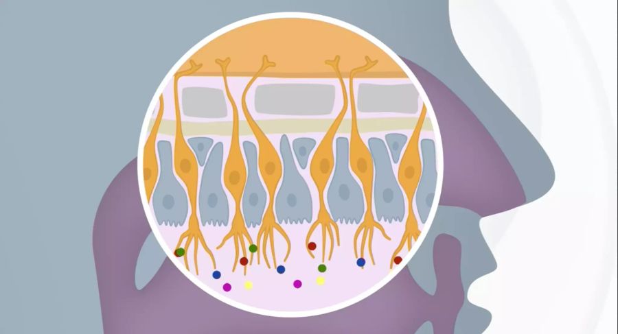 Riechhärchen Coronavirus