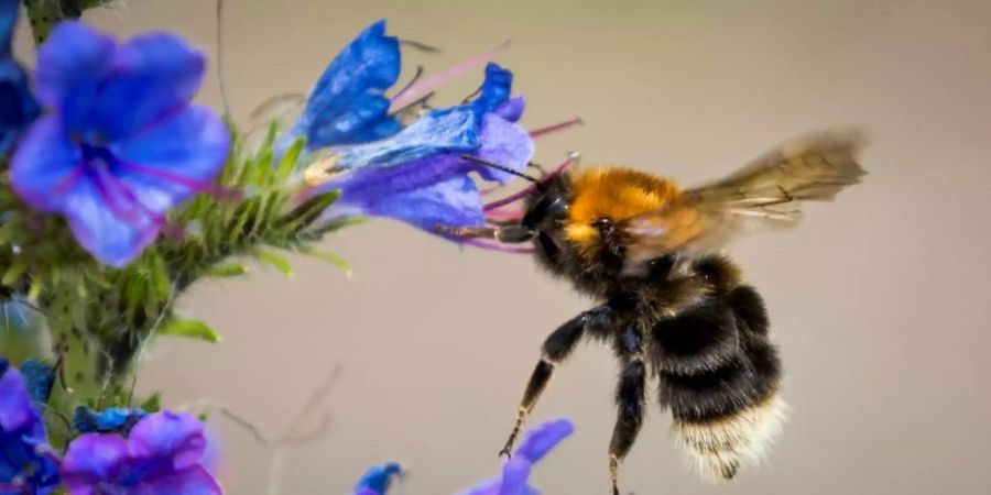 Hummeln macht der Klimawandel zu schaffen