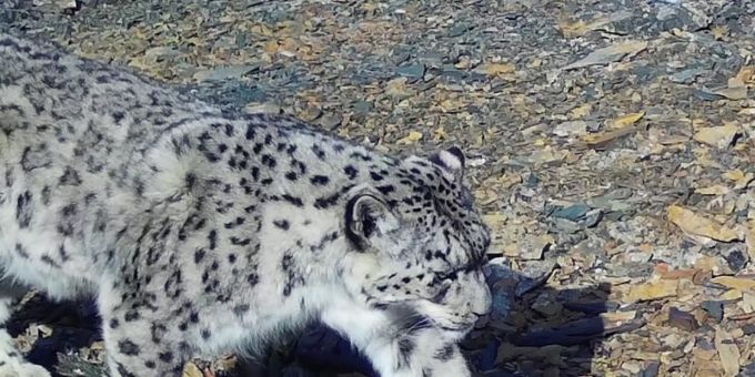 Tierschützer der Umweltorganisation WWF in Russland gelang mit dieser Fotofalle eine Aufnahme von einem Schneeleoparden. Foto: -/WWF/dpa Tierschützer der Umweltorganisation WWF in Russland gelang mit dieser Fotofalle eine Aufnahme von einem Schneeleoparden. Foto: -/WWF/dpa