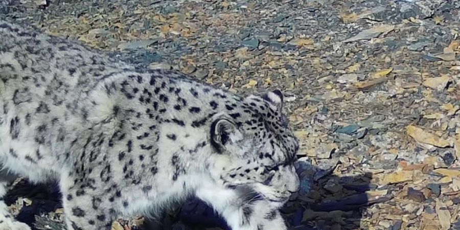 Tierschützer der Umweltorganisation WWF in Russland gelang mit dieser Fotofalle eine Aufnahme von einem Schneeleoparden. Foto: -/WWF/dpa