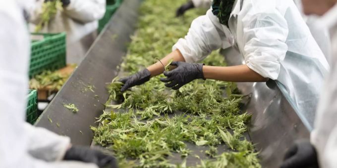 Der St. Galler Verbraucherschutz hat Stichproben bei CBD-Produkten durchgeführt. cbd st. gallen
