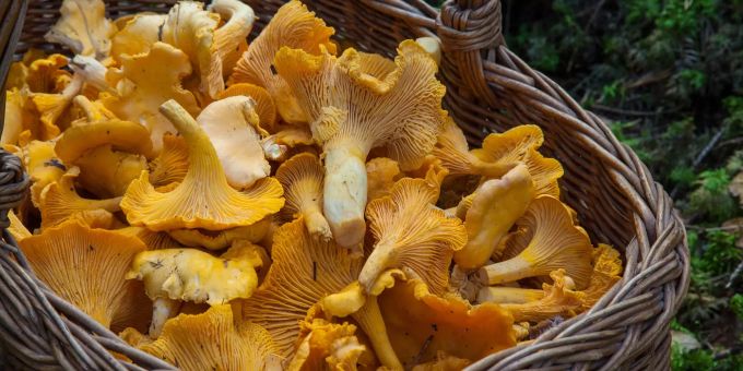 Pilze sollten vor dem Verzehr einem Pilzekontrolleur vorgelegt werden. Pilze