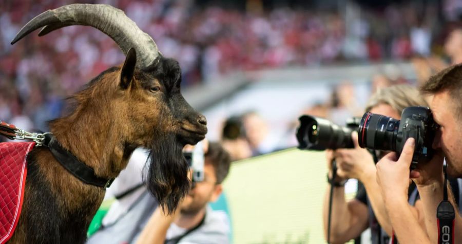 Hennes ist Glücksbringer und an jedem Heimspiel dabei.