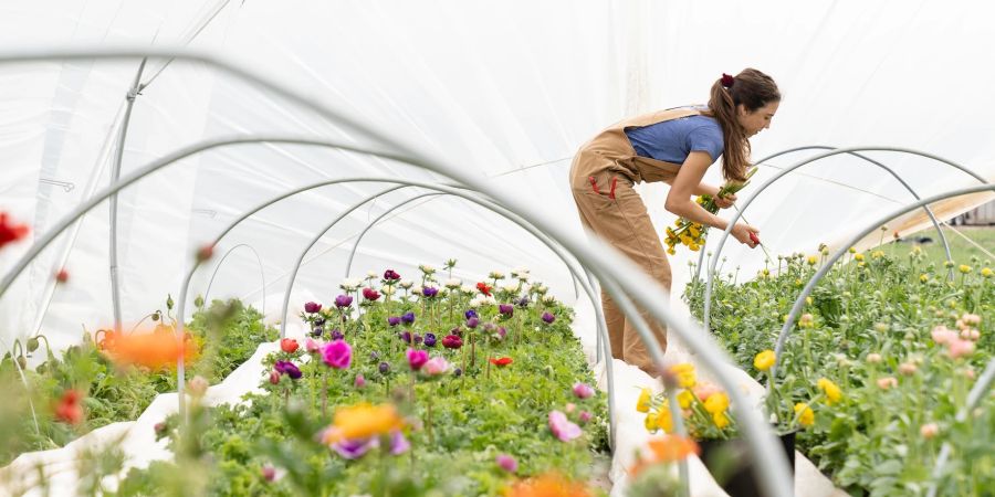 Frau in Blumenbeet