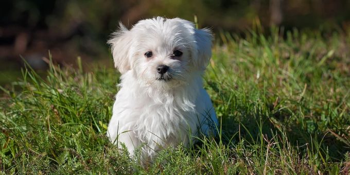 Viele Ursachen - Mein Hund frisst ständig Gras – ein Grund zur Sorge?