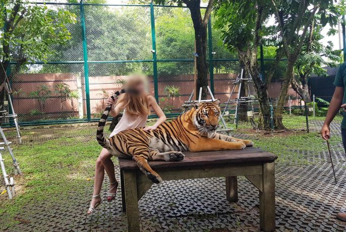 Damit ein Wildtier mit Menschen auf einem Foto posiert, hat es sehr wahrscheinlich eine Form von Grausamkeit erlitten. Tigerfoto