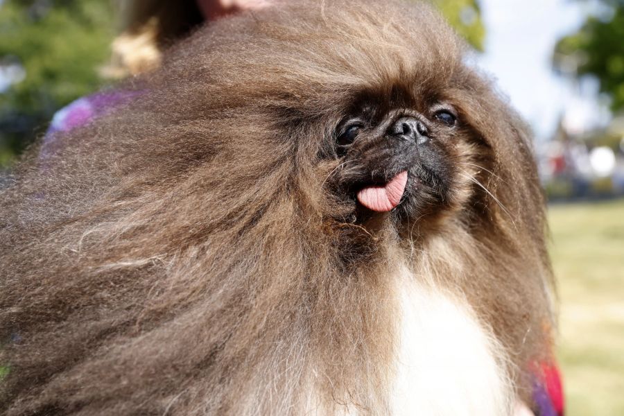 ...ein Pekinese mit wilder Frisur...