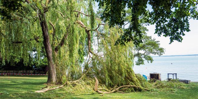 Baumfällungen nach Unwetter in Romanshorn