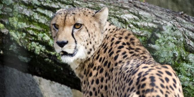 Gepard