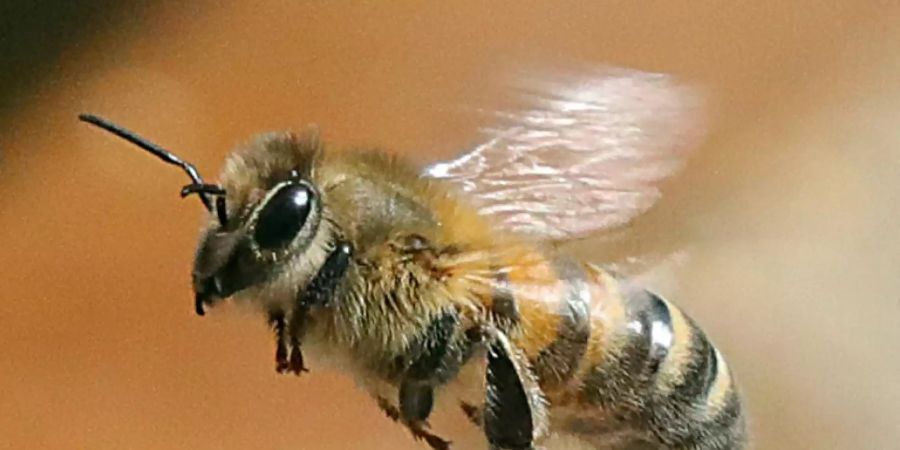 Honigbiene beim Anflug auf eine Blüte