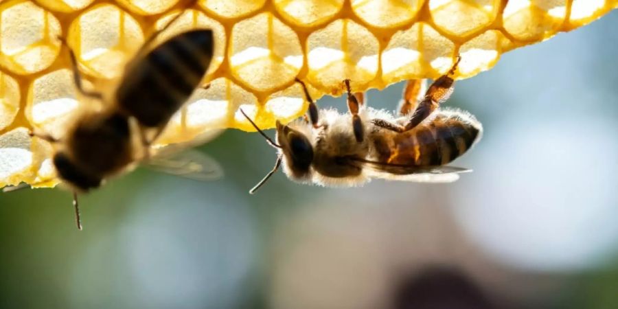 Bienen auf einer Wabe