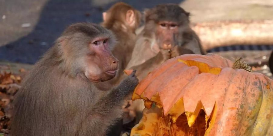 Die Paviane auf dem Pavianfelsen im Tierpark Hagenbeck lssen es sich schmecken. Foto: Magdalena Tröndle/dpa