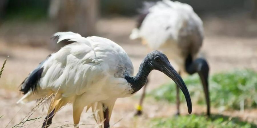 Wildlebende Ibisse gibt es heute vor allem in afrikanischen Ländern. Foto: Daniel Karmann/dpa