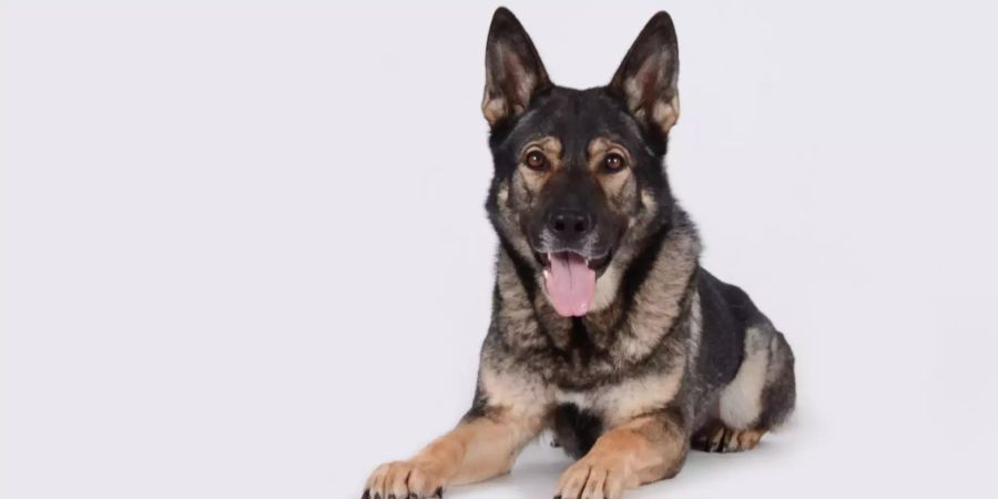 Schäferhund Aryk
