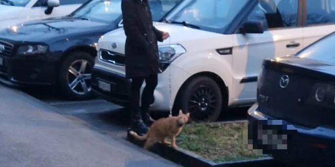 Katze