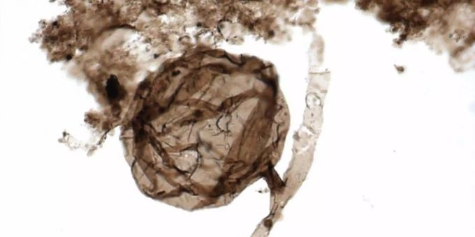 Mikroskopische Aufnahme von einem «Ourasphaira giraldae». Forscher haben Fossilien von rund eine Milliarde Jahre alten Pilzen entdeckt. Es handelt sich mit Abstand um den ältesten eindeutig datierten Nachweis der Lebewesen. Foto: Corentin C Loron/University of Liège Mikroskopische Aufnahme von einem «Ourasphaira giraldae». Forscher haben Fossilien von rund eine Milliarde Jahre alten Pilzen entdeckt. Es handelt sich mit Abstand um den ältesten eindeutig datierten Nachweis der Lebewesen. Foto: Corentin C Loron/University of Liège