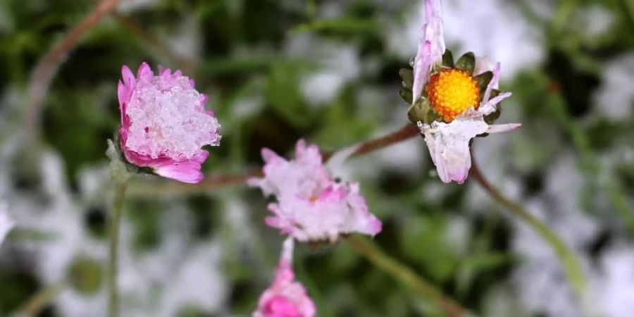 Gänseblümchen sind in einem Garten mit Schnee bedeckt. Temperaturen weit unter Null gefährden besonders im Süden Deutschlands frühblühende Pflanzen. Foto: Karl-Josef Hildenbrand