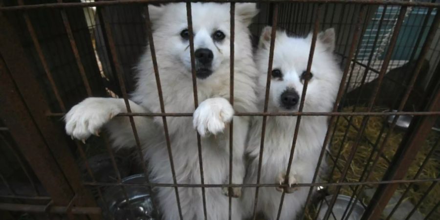 Hunde auf Farm in Hongseong