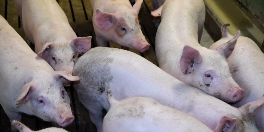 Schweine in einem Stall.