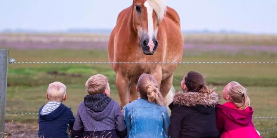 Wer als Kind viel Grün um sich herum hat, läuft später weniger stark Gefahr, eine psychische Erkrankung zu entwickeln. Foto: Mohssen Assanimoghaddam/Illustration