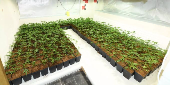 Hanfplantage