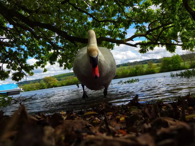 Schwan am Seeufer Schwan am Seeufer