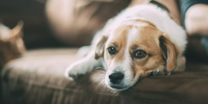 Hund auf Sofa