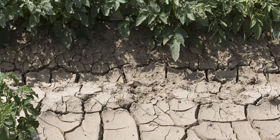 Weltorganisation für Meteorologie