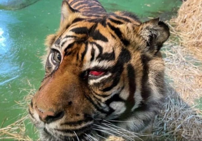 Das entzündete Auge der Tigerdame Ratna. ratna