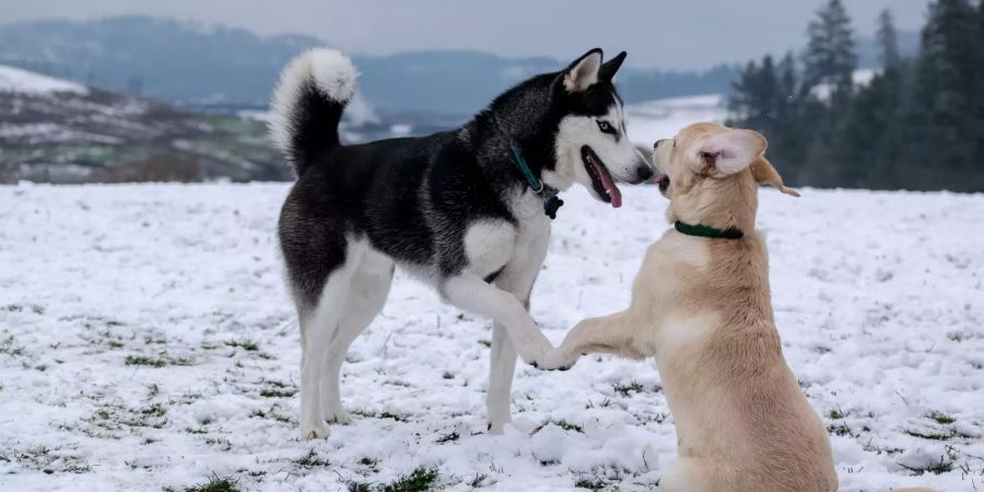 Zwei Hunde.