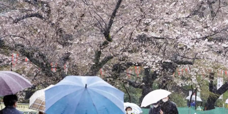 «Hanami im Gehen» heisst das Motto: Grosse Feiern soll es diesmal in Japan zur Kirschblüte nicht geben. Foto: -/kyodo/dpa